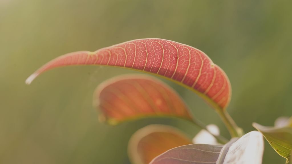 Write a Paragraph Describing How Earth Would Be Different if Photosynthetic Plants Had Not Evolved